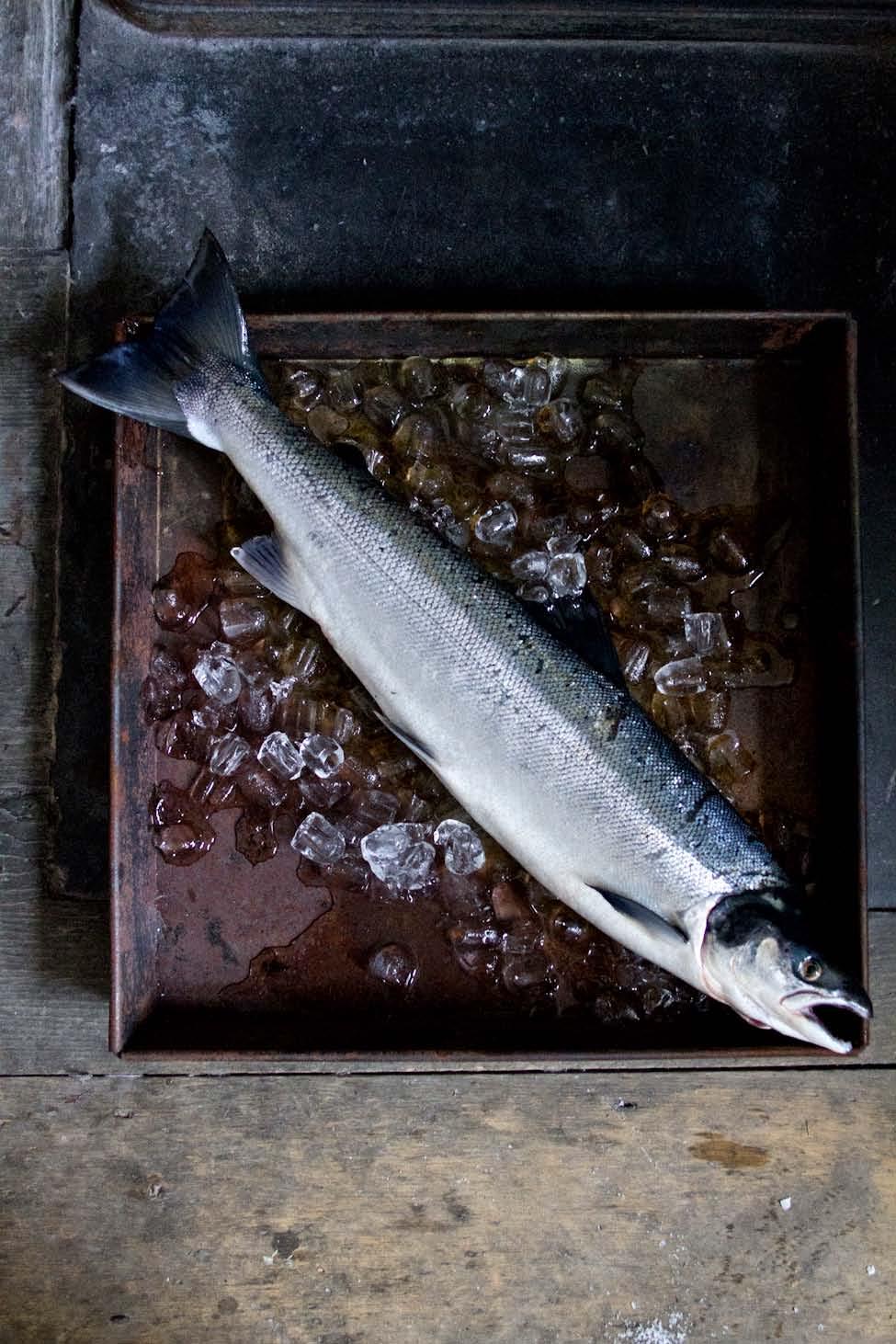 Gravlax 1 whole salmon (preferably wild) 2 large bunches of dill 400g salt 600g sugar I tbsp.