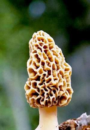 Common Edible Mushrooms of Missouri