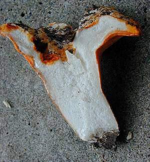 The Lobster mushroom has a bright orange-red mold or parasite