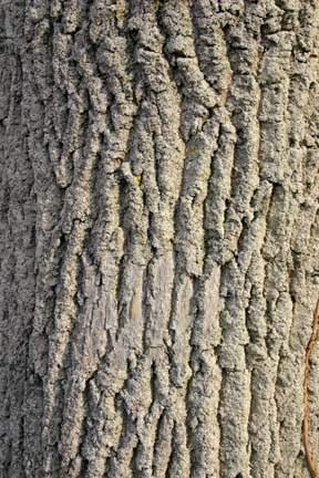 White Ash: This is a tall tree It has brown bark The bark is