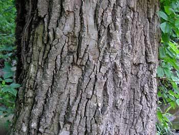 Cottonwoods: The bark is ash-gray It is divided in thick flattened ridges