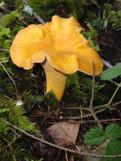 This is a Chanterelle!