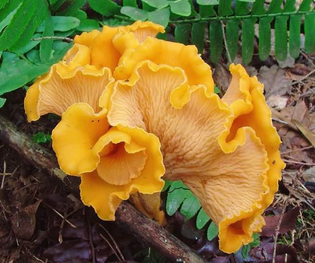 Cantharellus lateritious Smooth