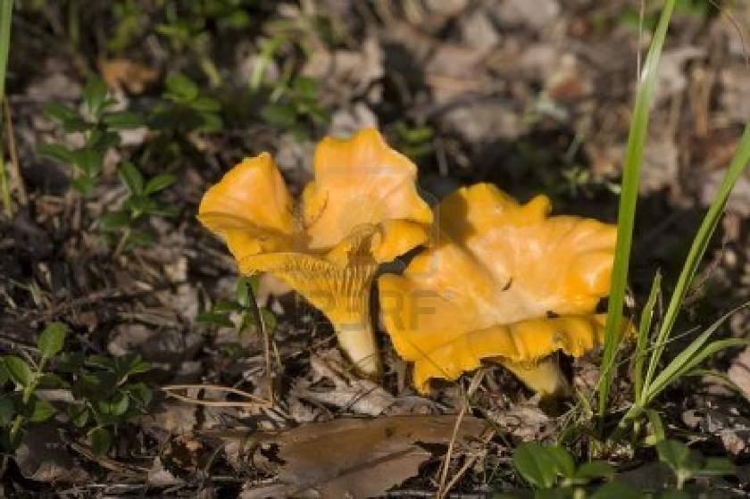 The Chanterelle is