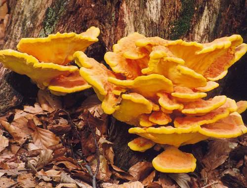 Chicken of the Woods or Sulphur