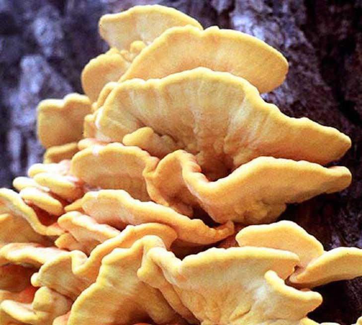 They are polypores: mushrooms that have