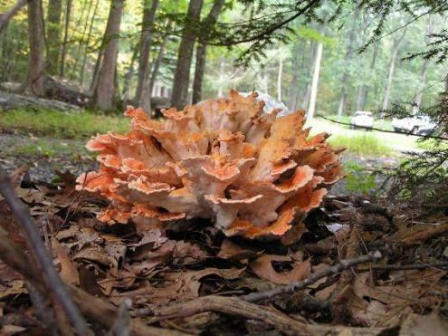 Another species of the Chicken of the Woods is