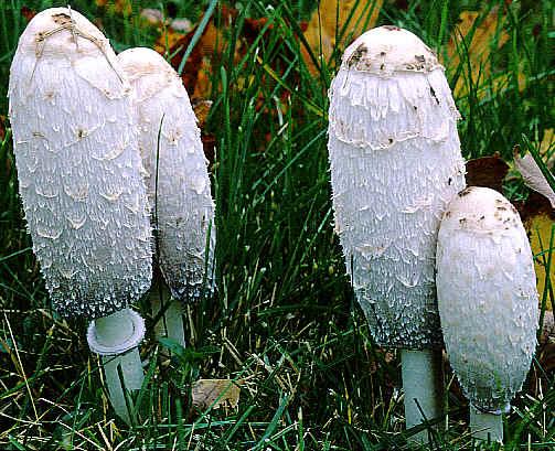 Shaggy Manes can be 1-2