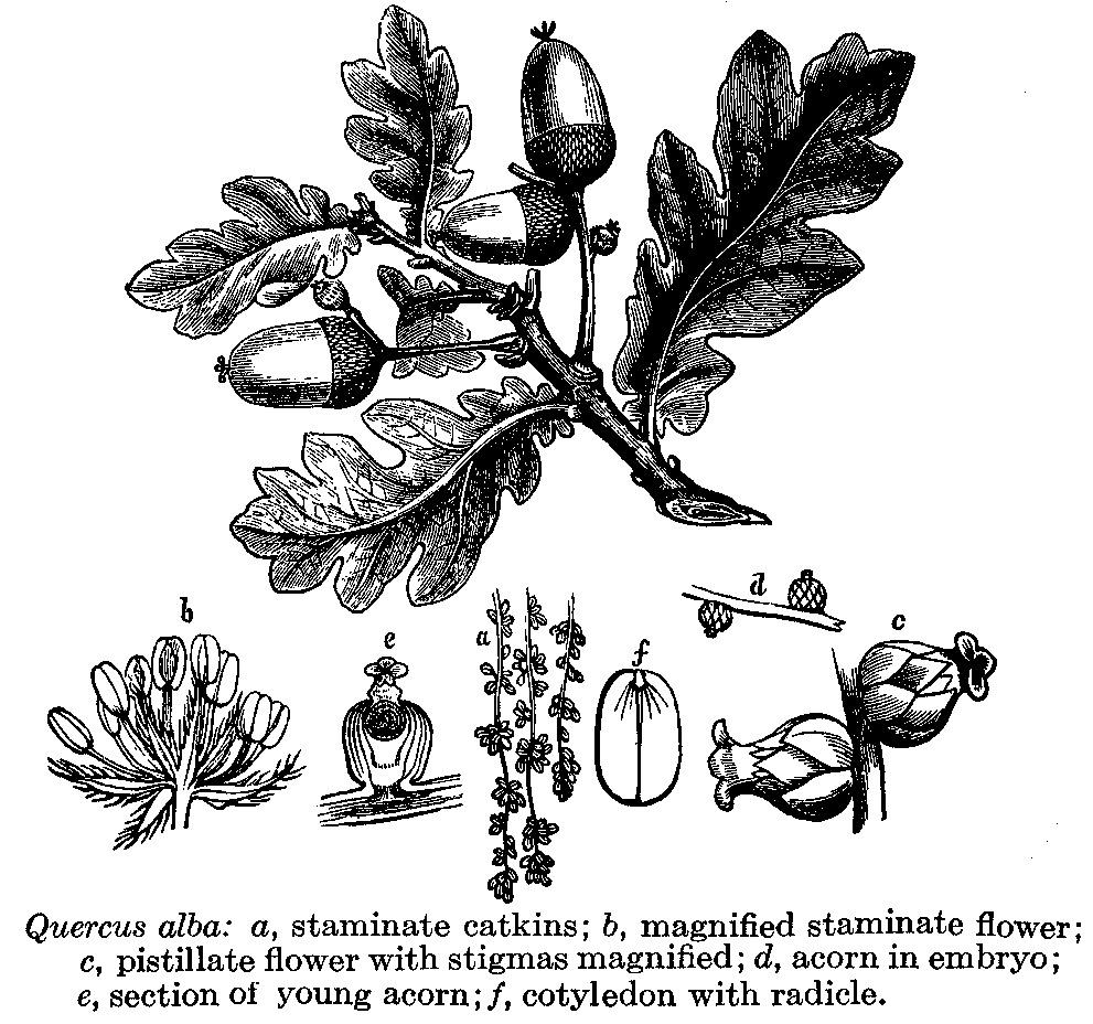 Fagaceae - beech family!