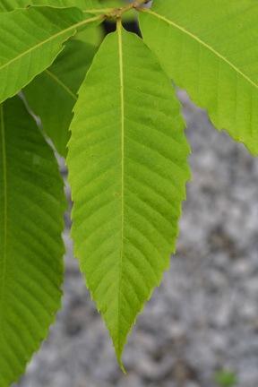 characteristics Vegetative Features: Leaf: