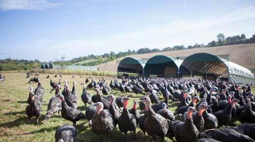 COPAS - FREE RANGE BRONZE TURKEYS To some, Christmas would not be Christmas without a succulent, flavoursome turkey for the main event Our bronze turkeys are reared specially for us by the Copas