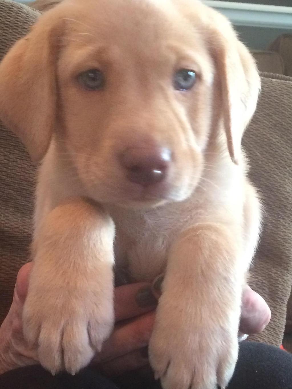 109. Puppy Love Big paws, sweet eyes and a swishing tail will steal your heart. This 10 week old AKC certified female yellow Labrador Retriever will bring years of joy and love to your family.