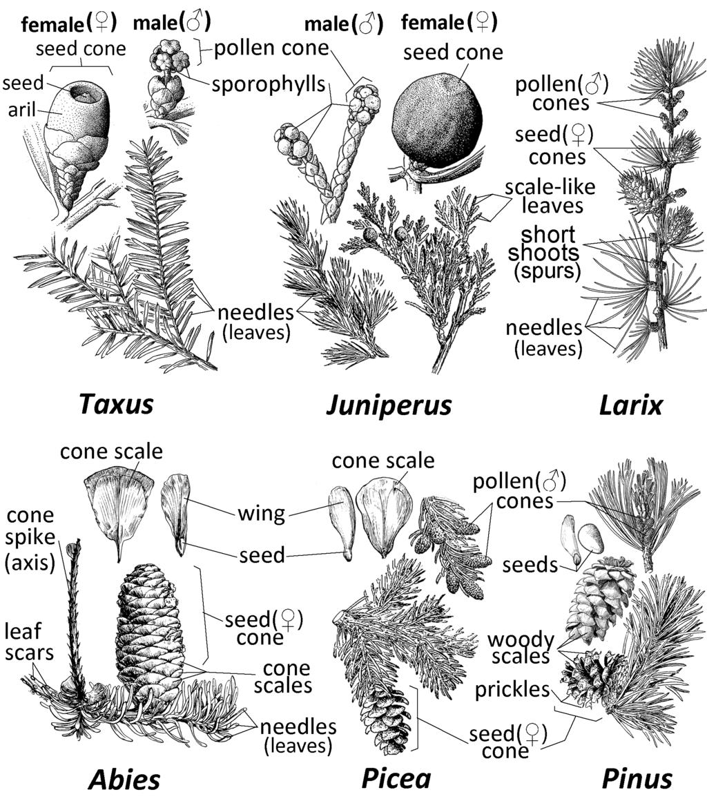 This key was compiled using information primarily from Moss (1983), Packer & Gould (2018), Douglas et. al. (2000) and the Flora of North America (2008-2010). Taxonomy follows VASCAN (Brouillet, 2015).