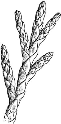 2a GYMNOSPERMAE Conifers Key to Families 0 Leaves scale-like.. Cupressaceae (in part) (p.