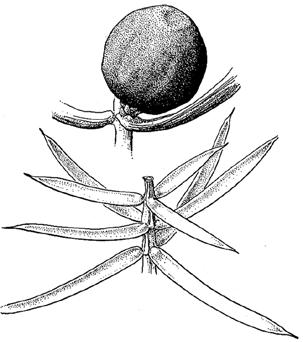 ...02 02a Leaves paired (opposite) or in rings around the stem (whorls); mature cones berry-like, fleshy,