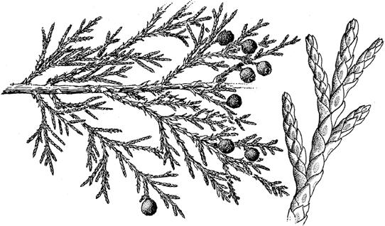 ... Thuja plicata S2 01b Cones berry-like, with fleshy scales remaining closed, holding seeds; small trees