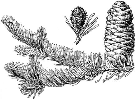 ... Picea 02b Needles flat (can t be rolled between finger and thumb), blunt or notched at the tip (sometimes