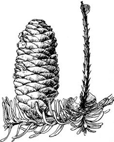 .. 04 04a Cones erect, shedding their scales at maturity and leaving a central spike (axis) on the branch; bracts