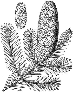.. Pinus 05b Needles shed in autumn (deciduous), on short side-shoots in clusters of 10-40 without sheaths.