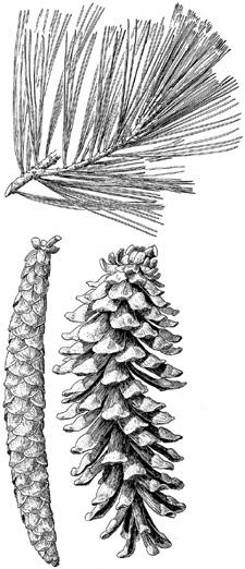 ...pinus albicaulis 04a Needles (2)3/bundle, (7)10-20(25) cm long; cones (7)10-15 cm long, often armed with stout spines;
