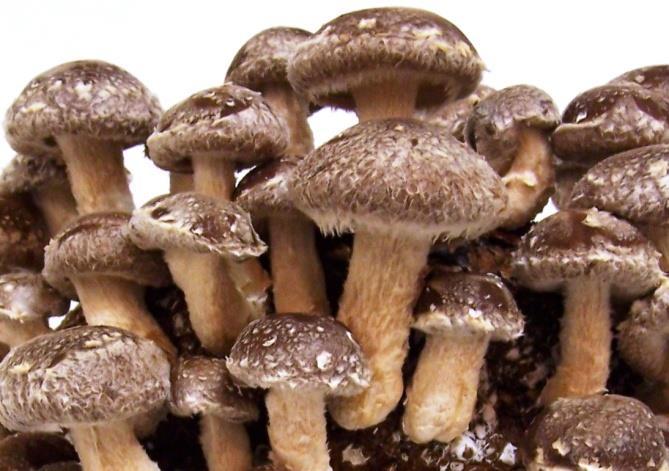 COMMONLY CONSUMED MUSHROOMS Shiitake mushroom (Lentinula edodes) : World s No 1 variety, occupies 22% of global