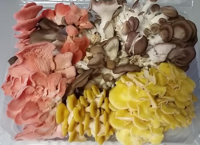 Production, processing technology and spawn available at ICAR-IIHR Oyster mushrooms (Pleurotus species): World No 2