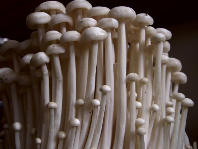 Enoki or winter mushroom (Flammulina velutipes)-