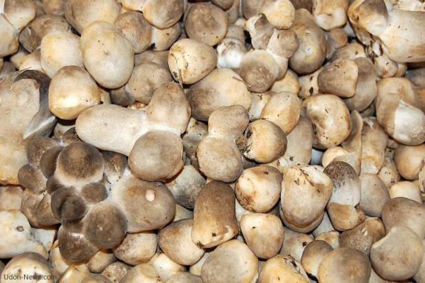 most sought after temperate (10-12 C) mushrooms in