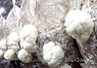 Paddy Straw mushroom (Volvariella volvaceae) - 5%