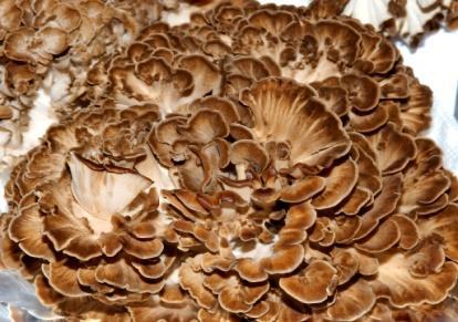 Milky mushroom (Calocybe indica): The first