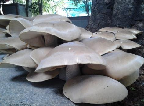 Where does India stand in mushroom production: The global mushroom production in 2014 was 10.37 million tonnes with China contributing 73.57% (7.62 million tonnes) of the world production.