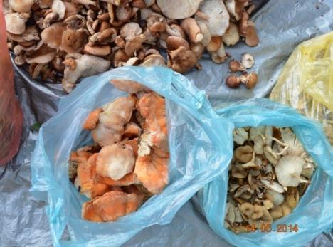 The per capita per annum mushroom consumption in India is 80grams as compared to 22kg in China.