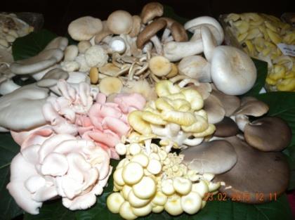 Realizing the importance of food diversity for sustainable nutrition, ICAR-IIHR undertook research on numerous other mushroom varieties and developed the complete