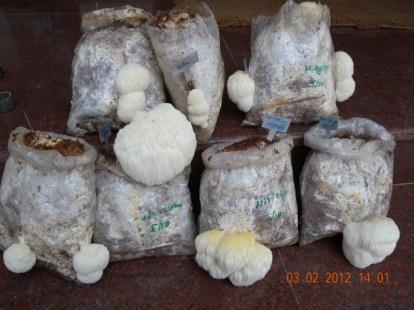 Many more varieties like King oyster mushroom, Beech mushroom, Lion s mane mushroom, Black poplar mushroom are under investigation.