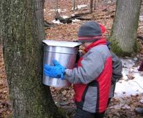 Maple sugaring and