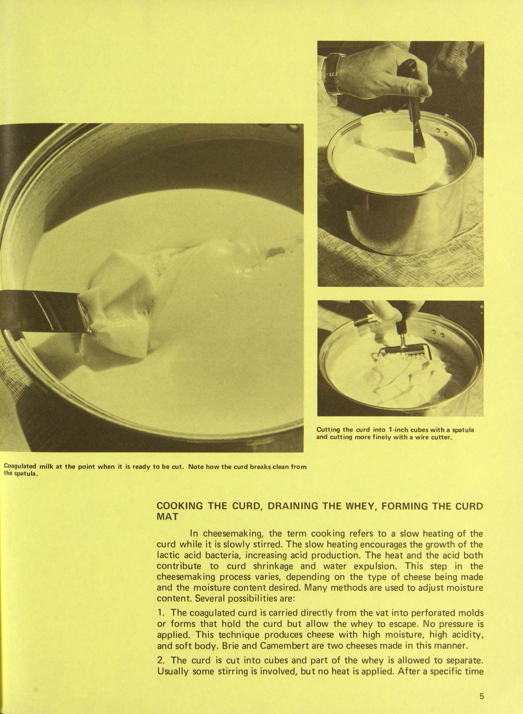 Cutting the curd into 1 inch cubes with a spatula and cutting more finely with a wire cutter. Coagulated milk at the point when it is ready to be cut. Note how the curd breaks clean from the spatula.
