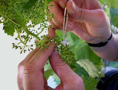 table grape cultivars specifically suited for