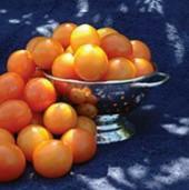 Commercial Production Tomato TM643 10 Amarillo Tomato 75 days. Solanum lycopersicum. (F1) Plant produces good yields of ½ oz golden yellow cherry tomatoes.