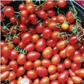 Excellent choice for home gardens, greenhouses, market growers, and open field production. Disease Resistant: VFFN TMV. Indeterminate. TM418 10 Baby Cakes Tomato 70 days. Solanum lycopersicum.
