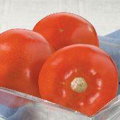 TM754 10 Sunkeeper Tomato 72 days. Solanum lycopersicum. (F1) Early maturing plant produces high yields of 12 oz red tomatoes. They are sweet and flavorful.