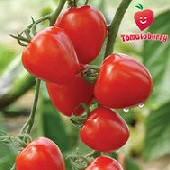 Not only does it do well in Florida and other Southeastern states, but it also does well in Mountainous regions. Good quality tomato used for commercial production.