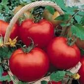 TM351 20 Cal Ace Tomato 75 days. Solanum lycopersicum. Open Pollinated. Plant produces good yields of large 8 to 16 oz red beefsteak tomatoes. They are meaty, sweet and very flavorful.