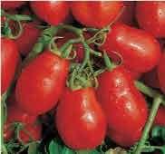 Excellent choice for home gardens, greenhouses, market growers, and open field production. A heirloom variety dating back to 1970. United States Department of Agriculture, NSL 187041.