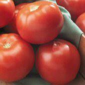United States Department of Agriculture, PI 674766 PVPO. Disease Resistant: VFFFNASt, TSWV. TM488 10 Empire Tomato 72 days. Solanum lycopersicum.
