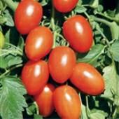 TM792 10 Lisa Dette Tomato 72 days. Solanum lycopersicum. (F1) Early maturing plant produces high yields of red grape tomatoes. They are very sweet, juicy, and flavorful.