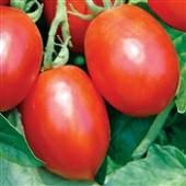 TM893 10 Mochomo Tomato 85 days. Solanum lycopersicum. (F1) Plant produces high yields of 5 to 6 oz dark red roma tomatoes. They have thick wall, are meaty, and are flavorful.