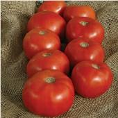Solanum lycopersicum. (F1) Early maturing plant produces high yields of 6 to 8 oz pinkish red tomatoes. They are very flavorful, rich and sweet, with just the right amount of acid.