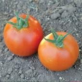 TM881 10 Pamela Tomato 80 days. Solanum lycopersicum. (F1) Plant produces high yields of 6 to 8 oz red tomatoes. They are very sweet, juicy, and flavorful. Perfect for salads, slicing, and sandwiches.