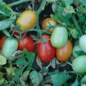 Disease Resistance: VFFN, TMV, TSWV, TYLCV. Indeterminate. pk/10 TM880 10 Patty Tomato 80 days. Solanum lycopersicum. (F1) Plant produces high yields of 4 to 5 oz red tomatoes.