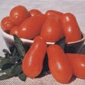 TM425 20 Rio Fuego Tomato 85 days. Solanum lycopersicum. Open Pollinated. Plant produces high yields of red pear shaped tomatoes. They have thick wall, are meaty, and have a mild flavor.